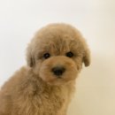 도그아트켄넬 이미지