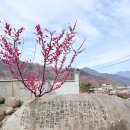 섬진강 물길 | [일상] 섬진강을 따라 하얗게 눈이 내린 '광양 매화마을' 실시간 개화 현황 및 꽃구경 찐후기 🌸