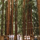 전국 휴양림에서 숲속작은 결혼식을 한국웨딩플래너협회가 주관합니다. 이미지