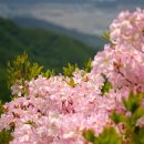 덕유산(대전) 이미지