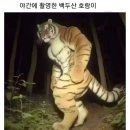 야간에 촬영한 백두산 호랑이... 이미지