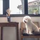 가나유리샷시