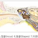 금강디지탈보청기 이미지