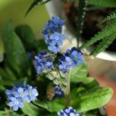 꽃이미지-Ⅰ 이미지