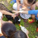 개구리당구장 이미지