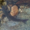 해미레2 이미지