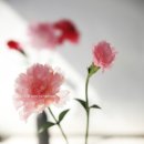 플라워아트 작품 제작 이미지