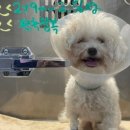 율하 다나동물병원 이미지