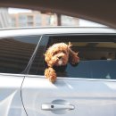 하울팟 케어클럽(분당서현점) 이미지