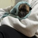 구리동물보호센터 | [부산동물보호센터] 유기견봉사후기 2026.2 ③