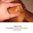 사례 | 강아지 몸에 혹 악성종양 구분 세포검사 후기 사례집 알아보기