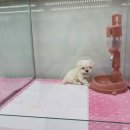 루이스펫샵 | 의정부강아지분양_루이스펫샵 방문후기^^