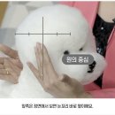 오드리펫 이미지