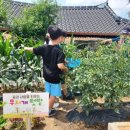 간식 텃밭 만들기 이미지