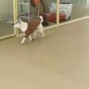 수지우체국 | 12살 노견 안심하고 맡긴 곳! 수지 애견호텔 '헬로우버디' 체험등원 솔직 후기 (ft. 반려견 행동 관찰...