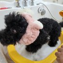 살랑애견미용실 이미지