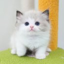 인천 강아지분양 고양이분양 미유펫 이미지