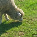 길인목장 이미지