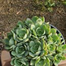 노란풍선군생대품!! 이미지