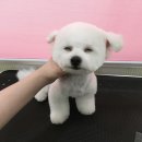 멍이랑몽이 미용 이미지