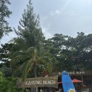 산호 | 푸켓 스노쿨링 비치 산호섬 리얼 후기