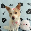 그루멍(groomung) 이미지