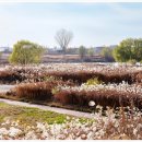 평택 원평나루 억새축제 이미지