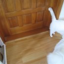 고양이 행복 쉼터 이미지