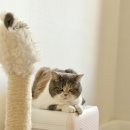 우리고양이 이미지