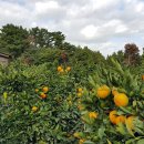 남원읍-8 이미지