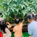 일성유치원 이미지