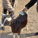 아라목장 이미지