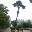 숲에서자라는아이들 이미지