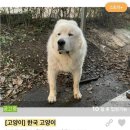 특이점이 온 한국 고양이 이미지