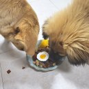 댕댕테이블 이미지