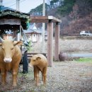순천꽃마차마을 이미지