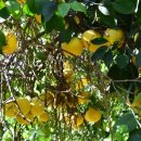 오렌지 농장 이미지