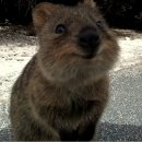 호주 로트네스트섬의 귀요미 세상에서 가장 행복한 동물 쿼카 (귀여움주의) 이미지