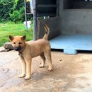 고야 진도개 시범사육장(고야축산) 이미지