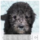 멍이랑 양이랑 이미지