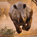 코뿔소 이미지