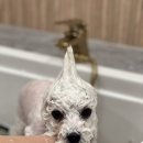 앙볼리펫살롱 이미지