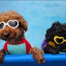 해돋이 가자 애견펜션 이미지