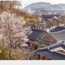 산채마을 능이백숙 이미지