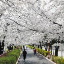 장안2제방 이미지