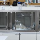 일산동물의료원 | [동물병원] 일산동물의료원, 강아지 수술 후 급성 폐렴 치료 후기 - EP.02 응급중환자실 재입원