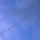 바람향기 이미지