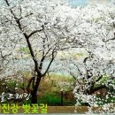 [기대만땅] 구례 섬진강 벚꽃길 업그레이드~ 했습니다.^^ 이미지