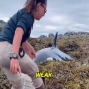 Killer whale calves 이미지
