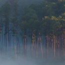 (주)산림개발공사